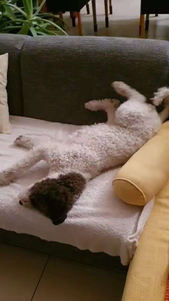 Lagotto Romagnolo Besitzer-Beitrag-Bild