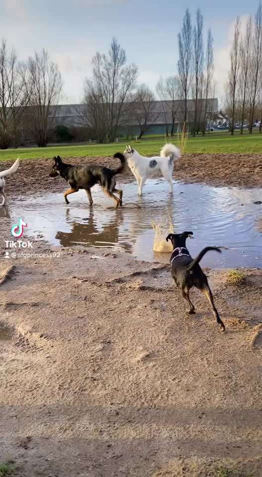 Zeigt hier Euer liebstes Video Eurer Hunde-Beitrag-Bild