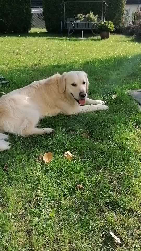 Wo sind die Golden Retriever Liebhaber?-Beitrag-Bild