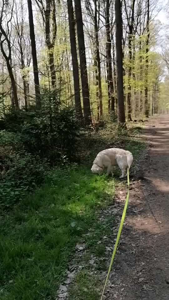 Wo sind die Golden Retriever Liebhaber?-Beitrag-Bild