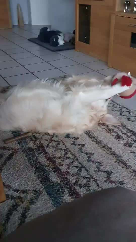 Wo sind die Golden Retriever Liebhaber?-Beitrag-Bild