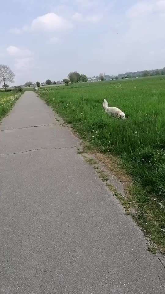 Wo sind die Golden Retriever Liebhaber?-Beitrag-Bild