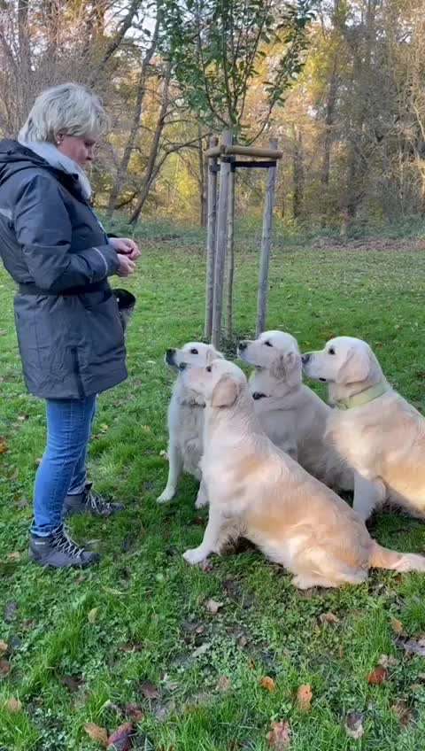 Wo sind die Golden Retriever Liebhaber?-Beitrag-Bild