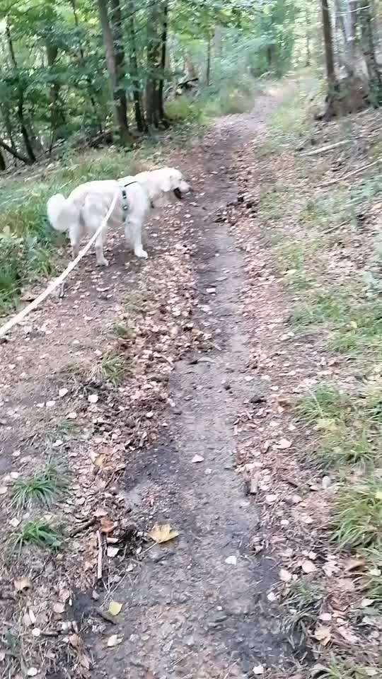 Wo sind die Golden Retriever Liebhaber?-Beitrag-Bild