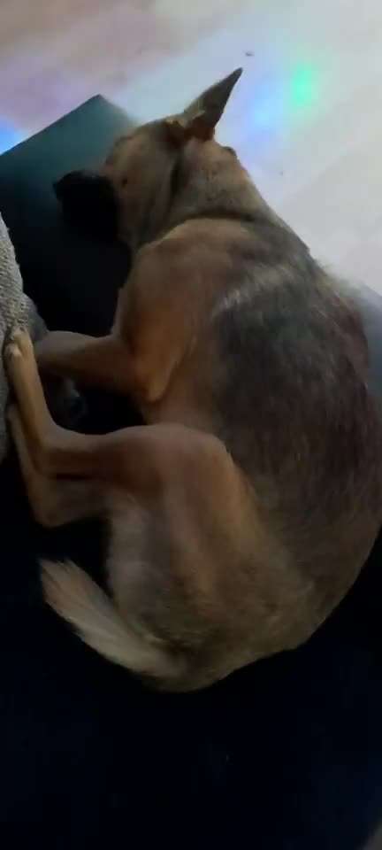 Lucy träumt-Beitrag-Bild