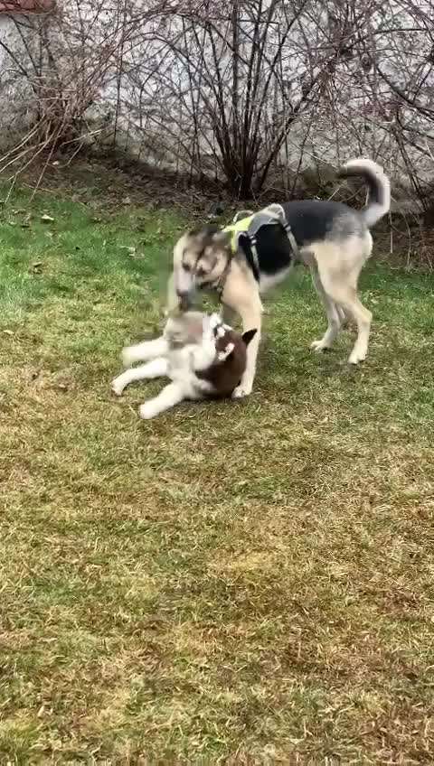 Analyse & Interpretation von Verhalten-Beitrag-Bild