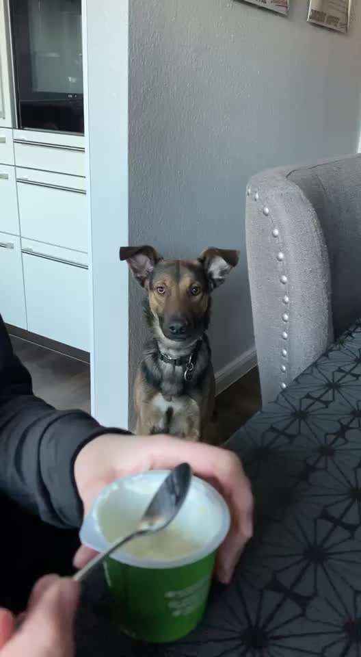 Video Challenge Nr.14 - Bettelnde Hunde-Beitrag-Bild