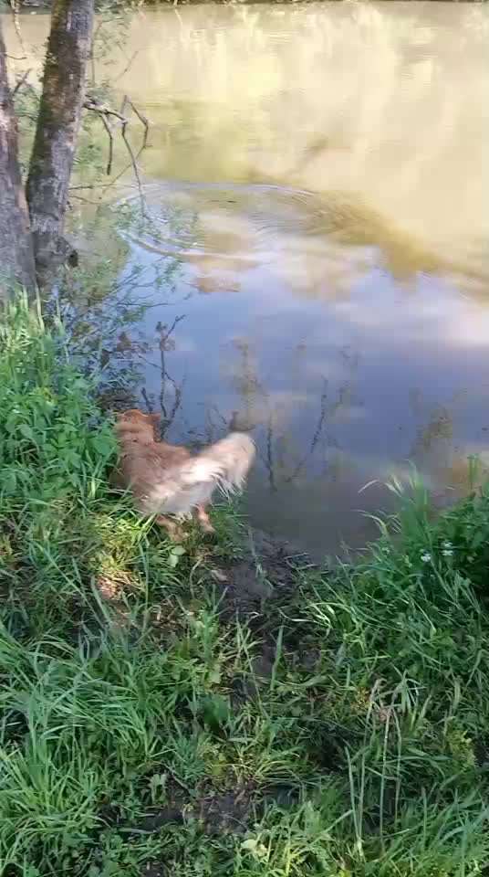 Ans Wasser/Schwimmen gewöhnen-Beitrag-Bild