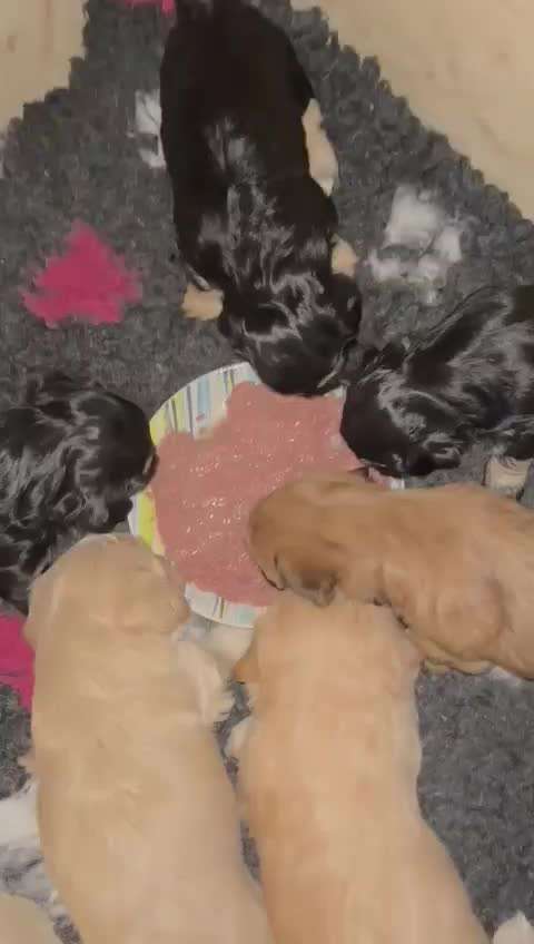 Welpen Bilder !-Beitrag-Bild