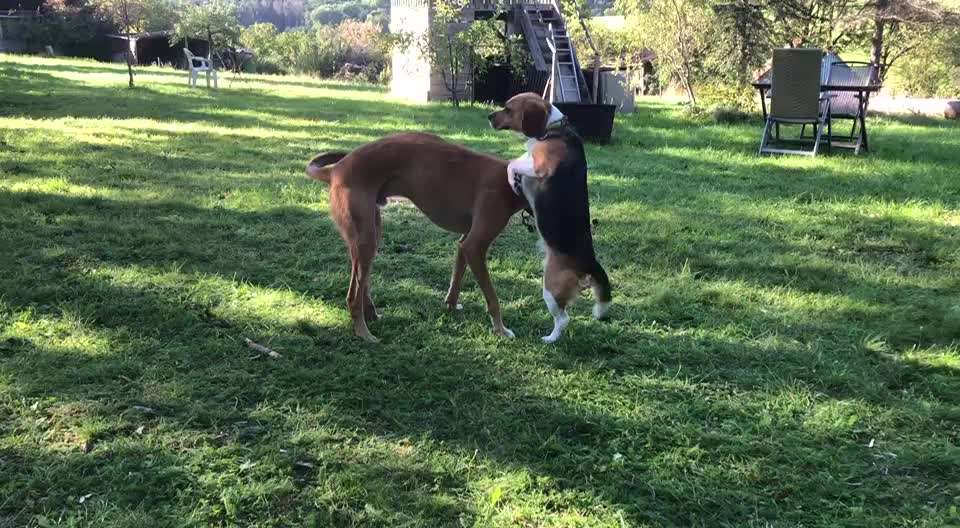 Windhunde - Treffen der besonderen Schönheiten
HERZLICH WILLKOMMEN-Beitrag-Bild