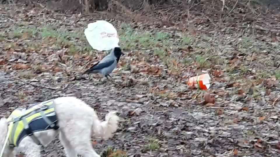 Die wunderschöne Welt mit Hund.-Beitrag-Bild