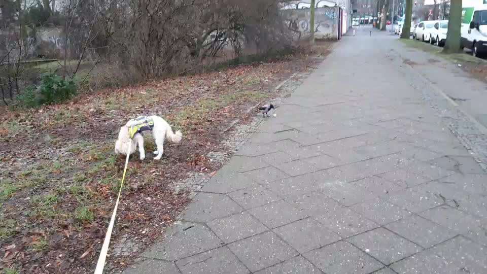 Die wunderschöne Welt mit Hund.-Beitrag-Bild