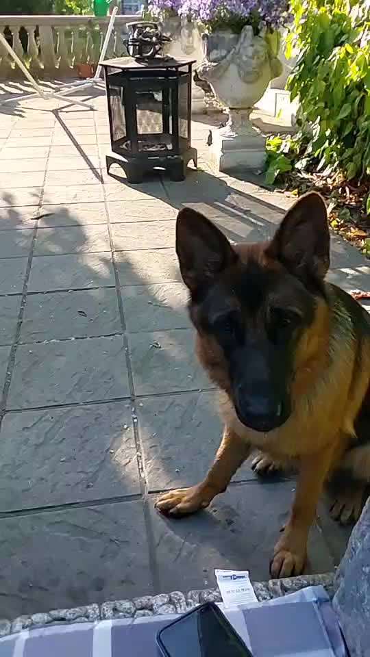 42. Handy Video Challenge-Beitrag-Bild