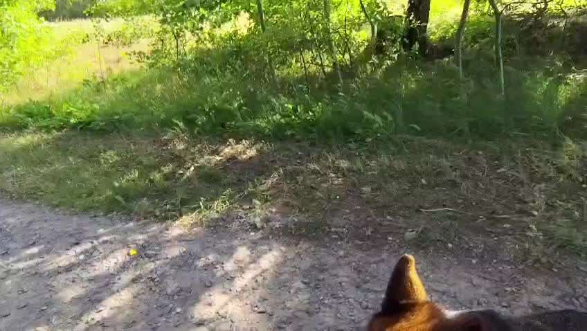 Was hat euch heute mit eurem Hund gefreut?-Beitrag-Bild