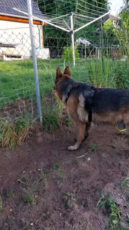 Analyse & Interpretation von Verhalten-Beitrag-Bild