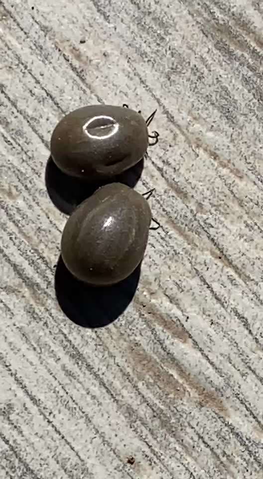 Wer kennt dieses Tier?-Beitrag-Bild