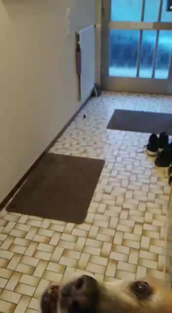 Der Hund singt, wenn die Sirene erklingt-Beitrag-Bild