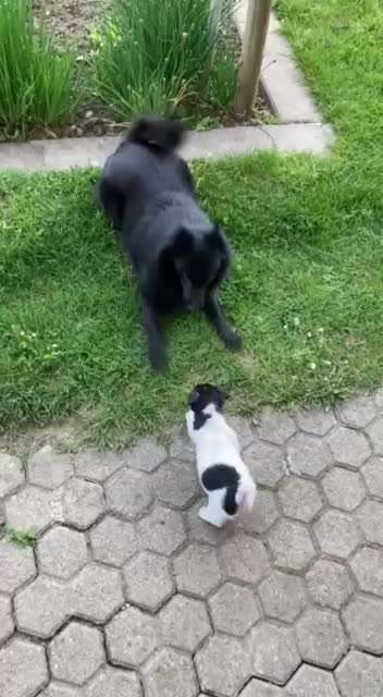 Bester Freund, Hundekumpel - zeigt her!-Beitrag-Bild