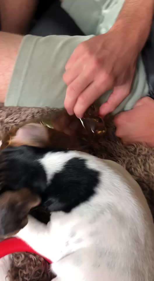 Video-Challenge Nr. 7 
Dein Hund mit Spielzeug-Beitrag-Bild