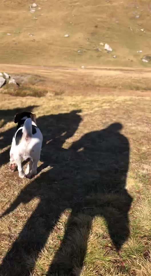 Video Challenge Nr.6
Auf den Spuren der Freiheit🐾🐾-Beitrag-Bild