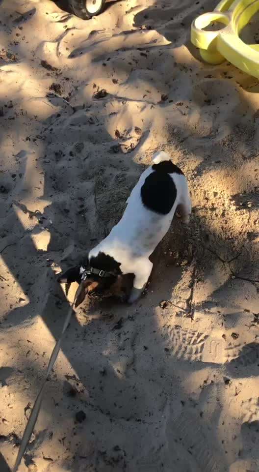 Hier ist der Spaßthread. Zum Schmunzeln und Kaputtlachen-Beitrag-Bild