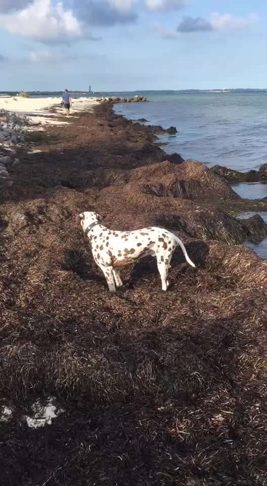 Video Challenge Nr.6
Auf den Spuren der Freiheit🐾🐾-Beitrag-Bild