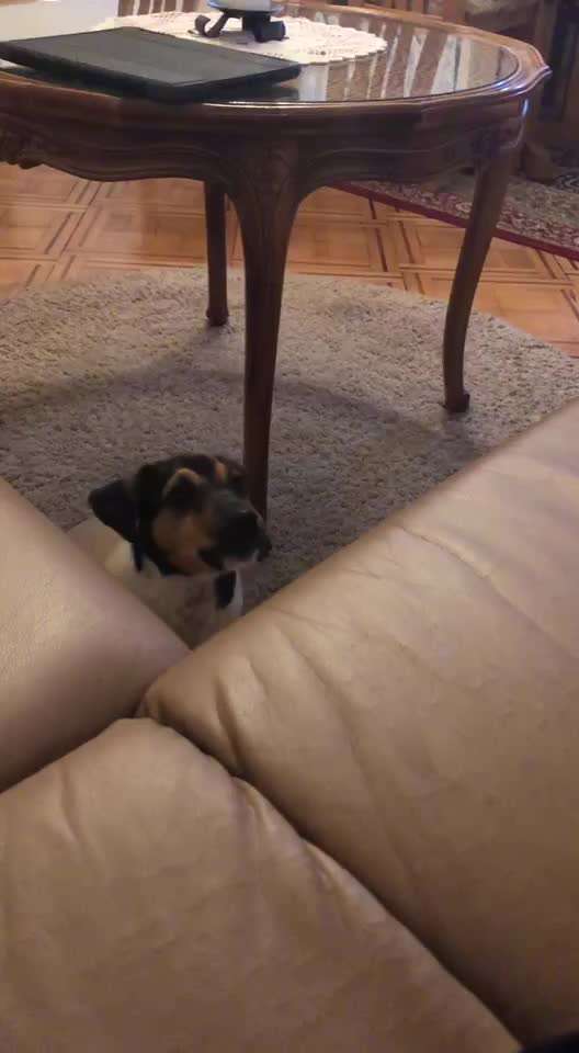 Video Challenge Nr.14 - Bettelnde Hunde-Beitrag-Bild