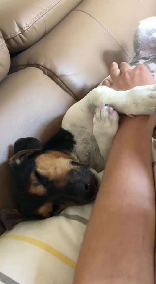 Video-Challenge Nr. 10
Der umsorgte Hund-Beitrag-Bild