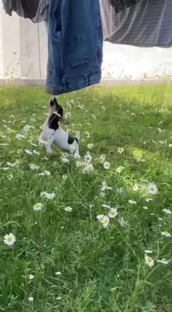 19. Video Challenge  "urkomische Hunde zum Brüllen lustig"-Beitrag-Bild