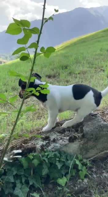 Video Challenge Nr. 13 - Abenteuer Gassi-Beitrag-Bild