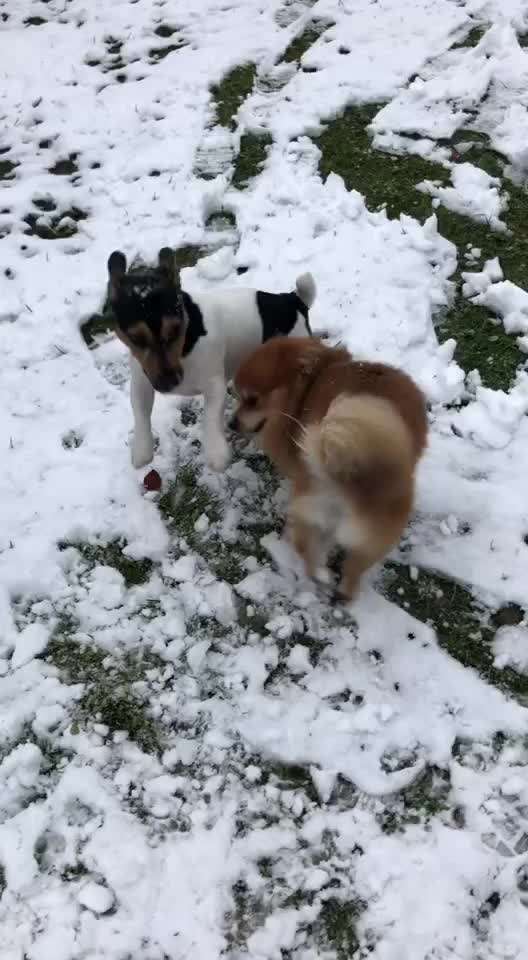 Video Challenge Nr. 12
Ein glücklicher Hund-Beitrag-Bild