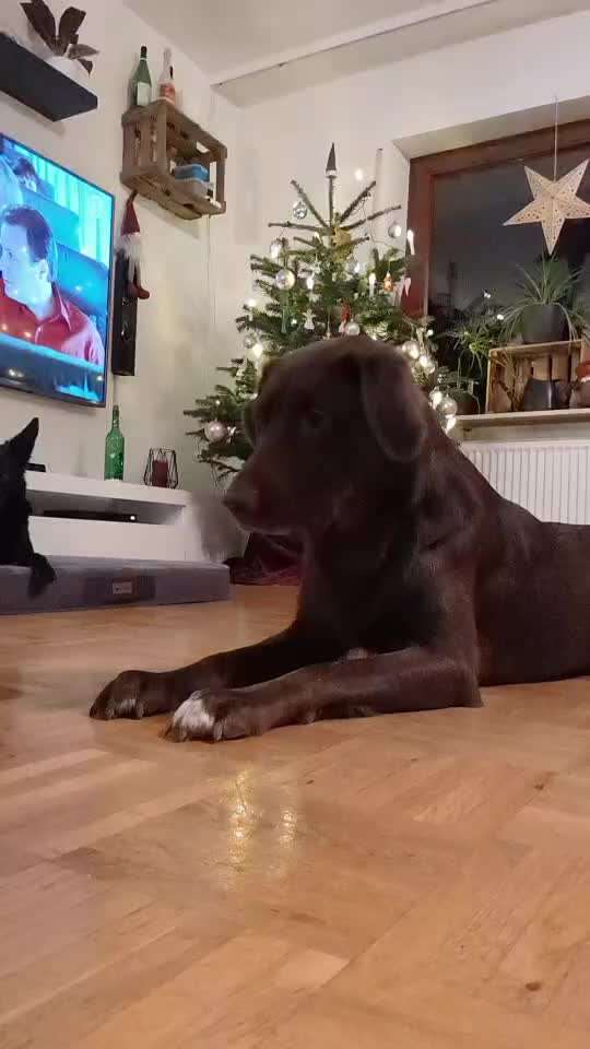 42. Gemeinsames Tricktraining: Look-Target-Beitrag-Bild