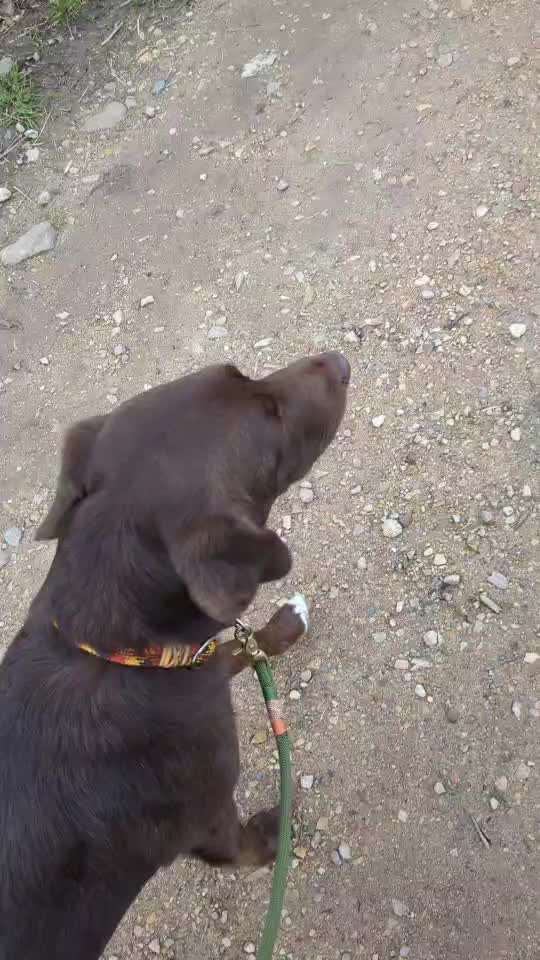 29. Impulskontrolle Übung: Leinen los!-Beitrag-Bild