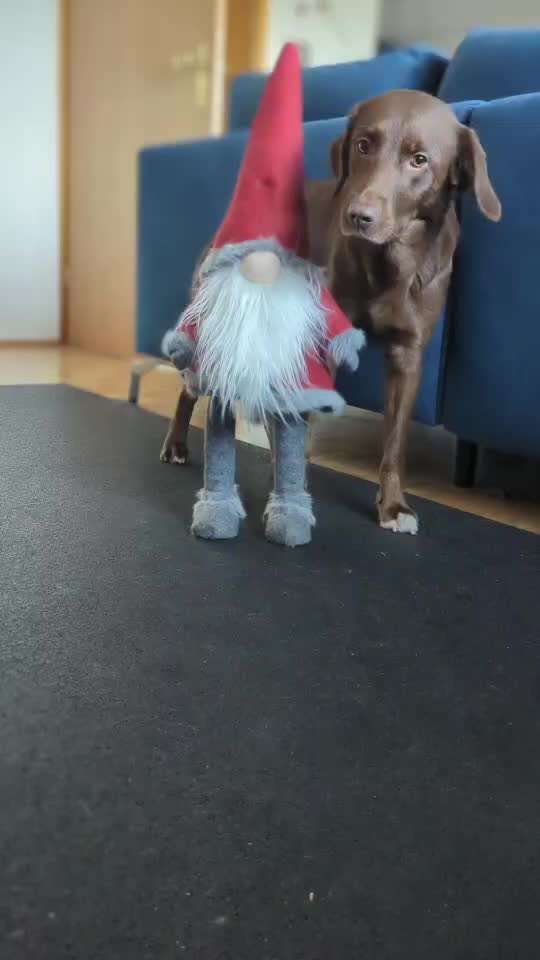 52. Gemeinsames Tricktraining: Umarmen-Beitrag-Bild