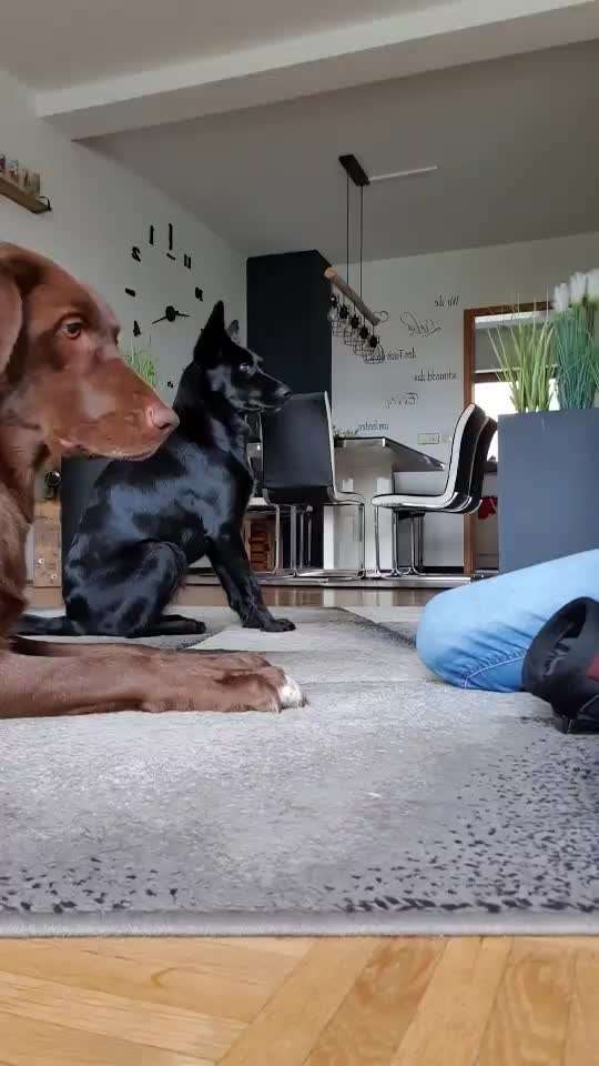 Impulskontrolle-Challenge Nr. 1: 10 Leckerli Spiel-Beitrag-Bild