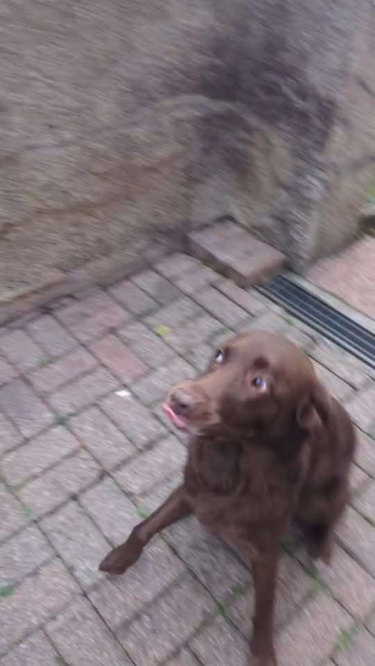 62. gemeinsames Trick Training / Challenge: bouncen-Beitrag-Bild