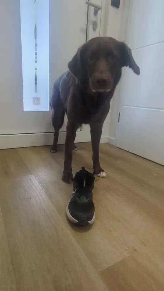 Trickchallenge Nr. 85   ,,Schau rein,,-Beitrag-Bild