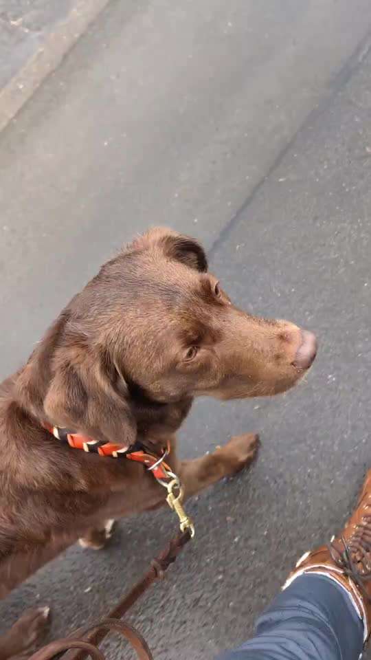 53. Impulskontroll übung- Bewegungsreize-Beitrag-Bild