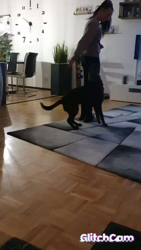 Trickdogging-Beitrag-Bild