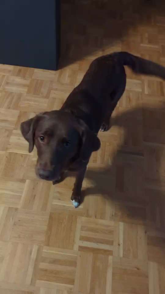 Trickchallenge - ich packe meinen 6. Koffer-Beitrag-Bild