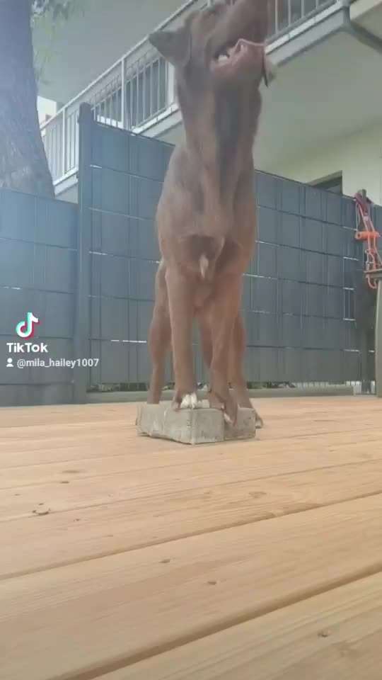 Trickdogging-Beitrag-Bild