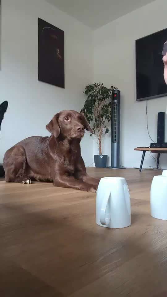 Intelligenz-Beitrag-Bild