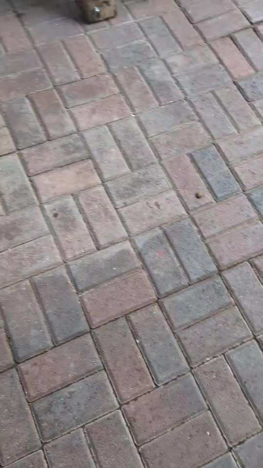 59. Impulskontrollchallenge " Qual der Wahl"-Beitrag-Bild