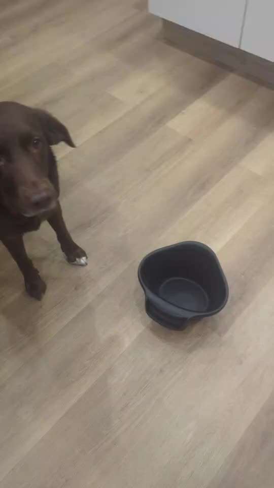 Trickchallenge Nr. 85   ,,Schau rein,,-Beitrag-Bild