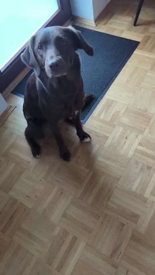 Trickchallenge - ich packe meinen 4. Koffer-Beitrag-Bild