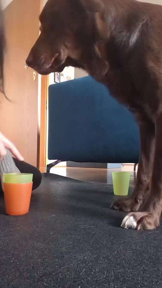 43.Gemeinsames Tricktraining: Becher stapeln-Beitrag-Bild