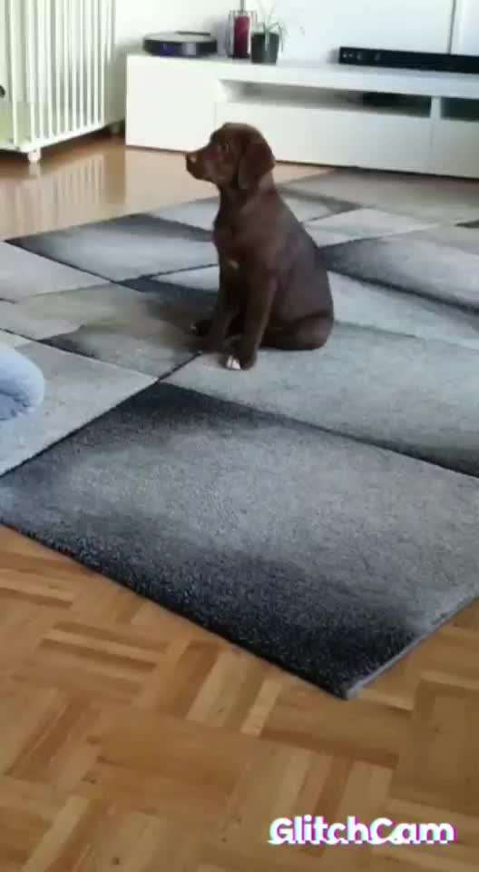 Trickdogging-Beitrag-Bild