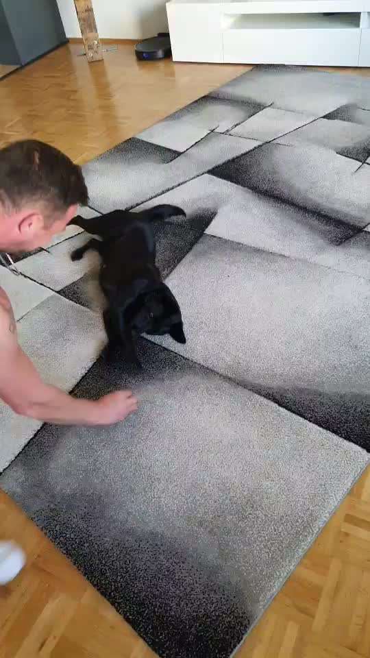 Trickdogging-Beitrag-Bild