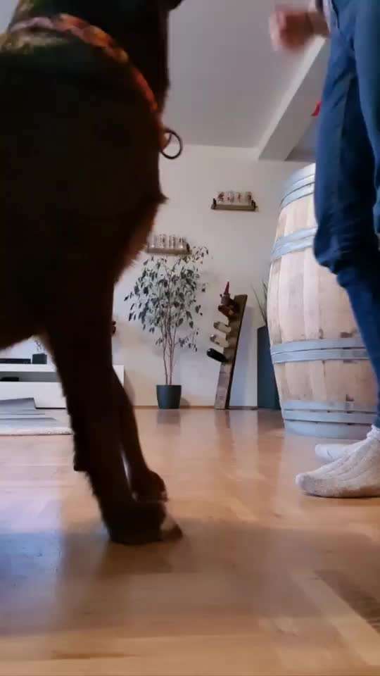 Impulskontrolle-Challenge Nr. 2: Vorbei laufen-Beitrag-Bild