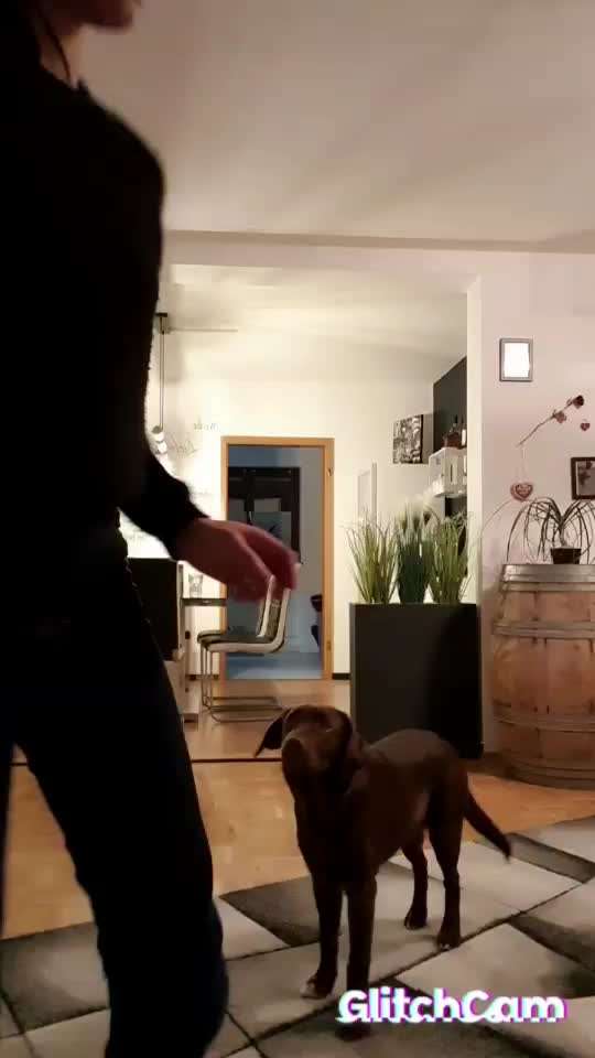 Trickdogging-Beitrag-Bild